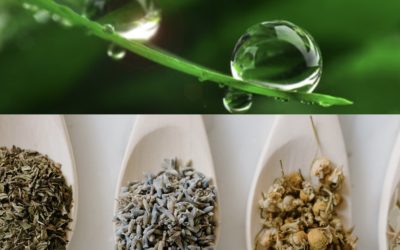 Faites germer la nature qui est en vous